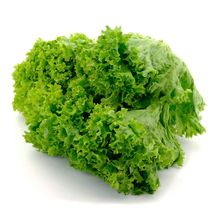 Lechuga rizada unidad